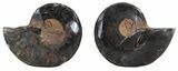 Split Black/Orange Ammonite Pair - Unusual Coloration #55560-1